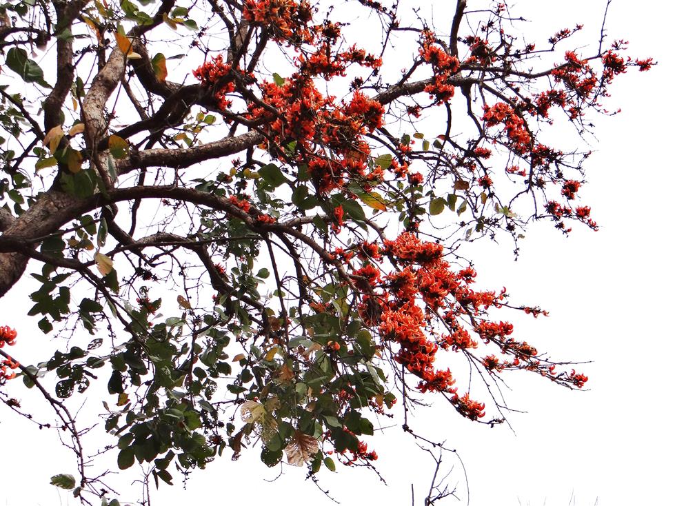 Butea monosperma